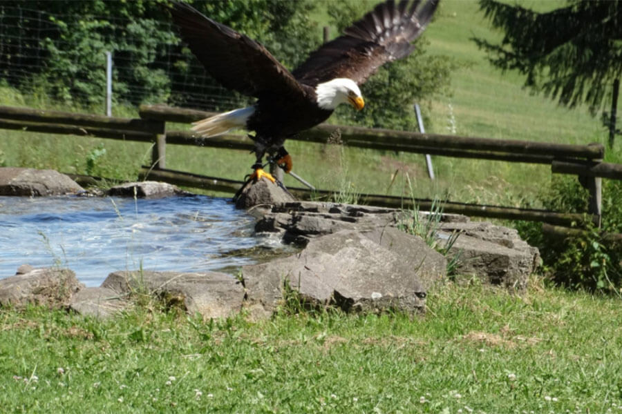 Naturwildpark Freisen – Bild 3