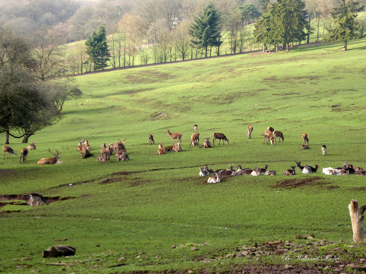 Naturwildpark Freisen – Bild 4
