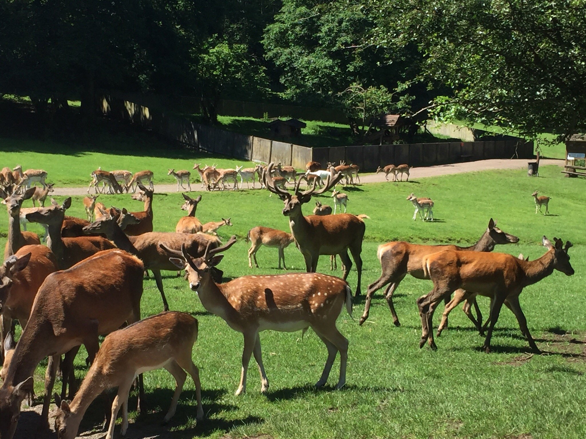 Naturwildpark Freisen – Bild 6